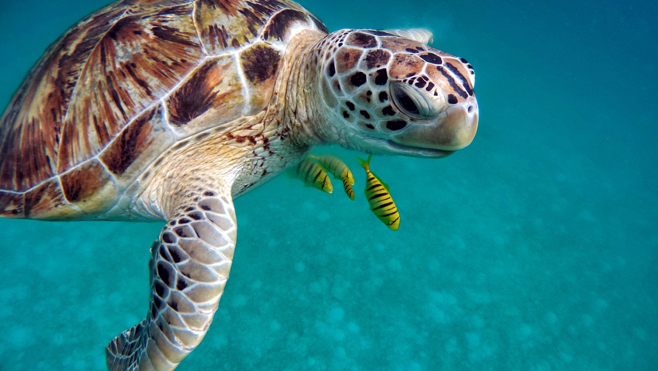 Tour Green Turtle Cay Bahamas | Island Real Estate